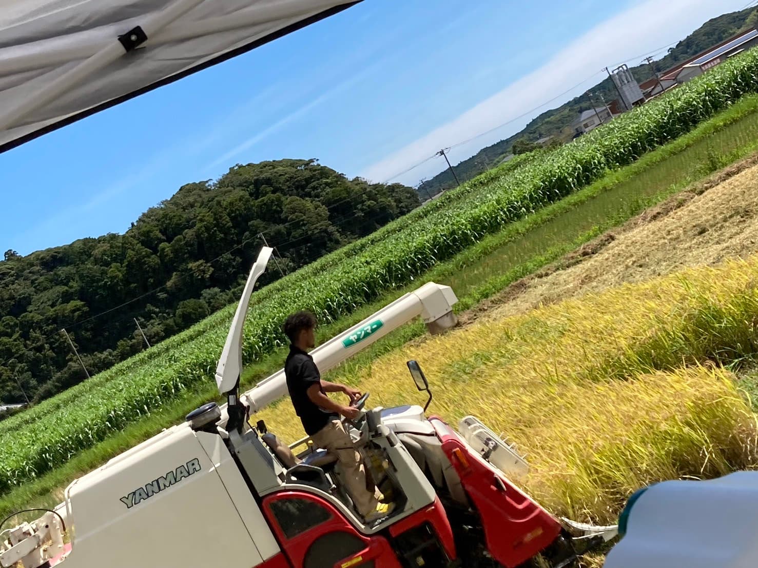 安西farm の田んぼ